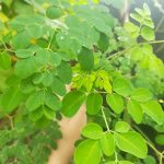 1000 Manfaat Daun Kelor: Rahasia Alam untuk Kesehatan, Kecantikan, dan Kehidupan Sehari-hari