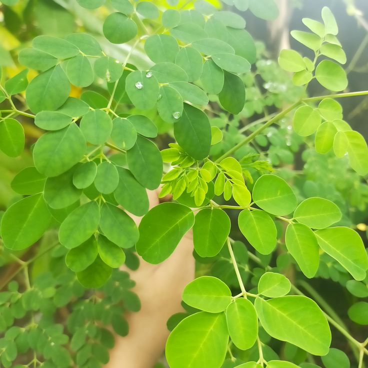 1000 Manfaat Daun Kelor: Rahasia Alam untuk Kesehatan, Kecantikan, dan Kehidupan Sehari-hari