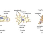 Sebutkan Contoh Organisme Bersel Satu dan Penjelasan Lengkapnya