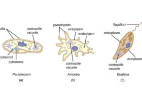 Sebutkan Contoh Organisme Bersel Satu dan Penjelasan Lengkapnya