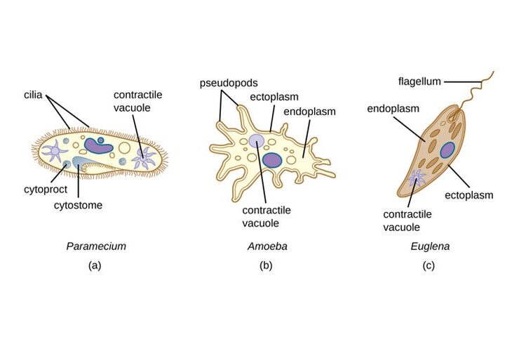 Sebutkan Contoh Organisme Bersel Satu dan Penjelasan Lengkapnya