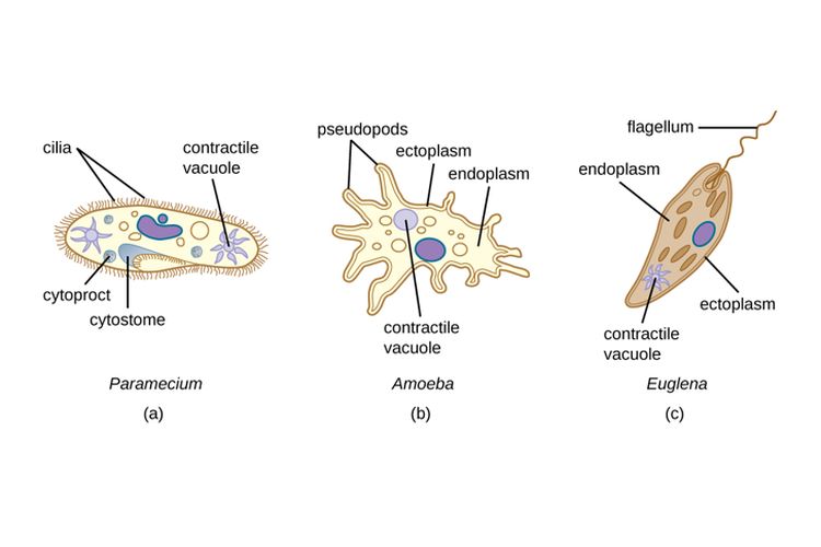 Sebutkan Contoh Organisme Bersel Satu dan Penjelasan Lengkapnya