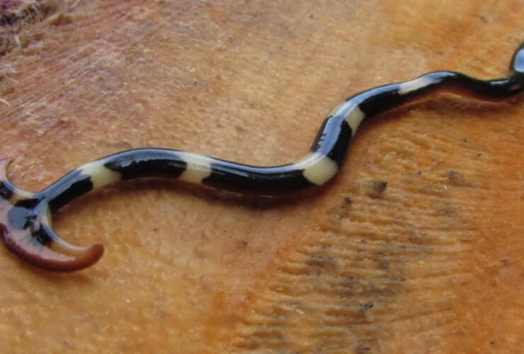 Cacing Martil: Ciri, Bahaya, Habitat, dan Cara Mengendalikannya Secara Aman