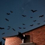 Arti Kelelawar Masuk Rumah: Makna, Mitos, dan Penjelasan Logis