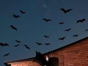 Arti Kelelawar Masuk Rumah: Makna, Mitos, dan Penjelasan Logis